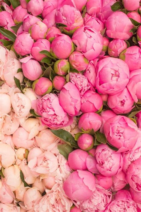 Paris Photography Color Photography Love Flowers Beautiful Flowers Peonies Season And So It