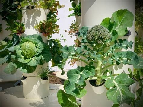 How To Grow Broccoli On A Tower Garden Aeroponic Broccoli
