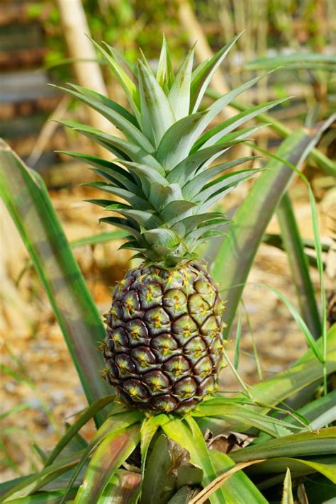 Growing Pineapple Plants How To Grow Pineapples Hgtv