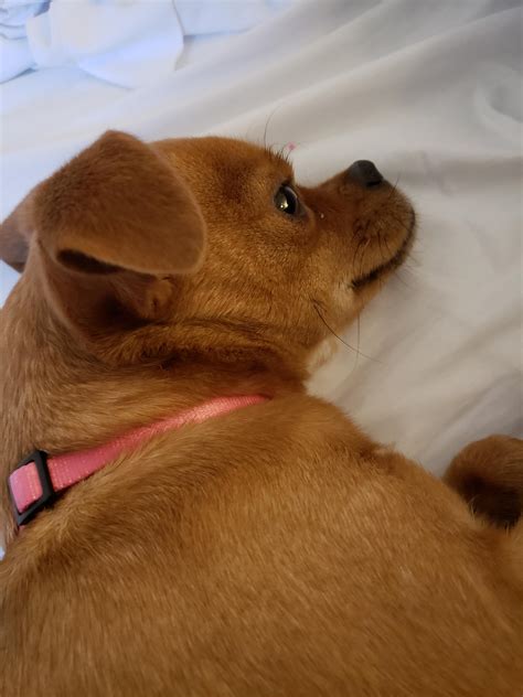 My Chihuahuajapanese Chin Mix Her Name Is Kiku Rchihuahua