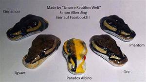 22 Best Images About Ball Pythons On Pinterest Cas Colors And Snakes