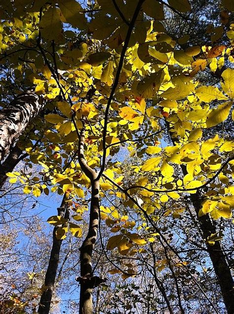 Leaf Colors Of Common Trees Here In The Oak Hickory