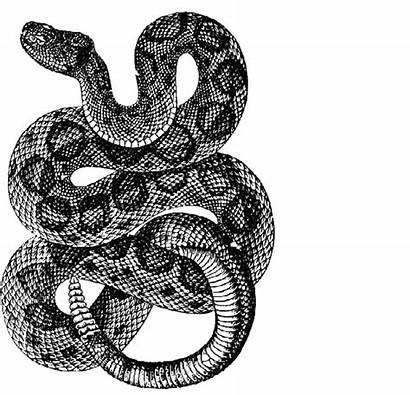 Snake Tattoo Drawing Transparent Painting Rattlesnake Pluspng