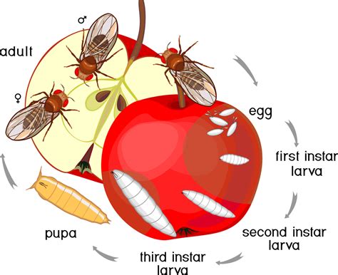 How To Get Rid Of Fruit Flies Fast And Effective Methods Merlin