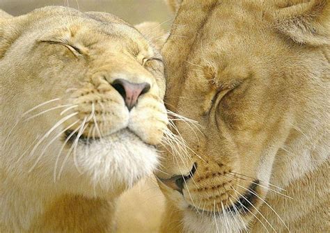 Love Lions Leao Lion Love Animal Hd Wallpaper Peakpx