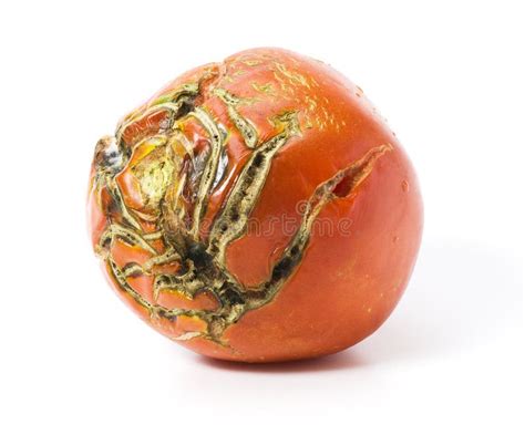 Bad Tomato With Scars Isolated Stock Photo Image Of Organic Chap