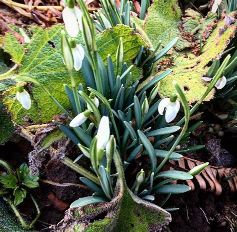 Look out for these diminutive, delightfully delicate flowers. Snowdrops - first sign of spring! | | #spring #flowers # ...