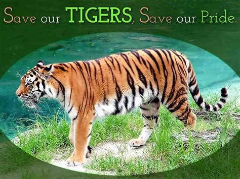 Royal Bengal Is One Of The Astonishing Beauties Of Sundarban Its