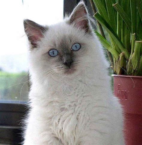 Click here for all the information and breed characteristics the himalayan colorpoint persian cat has large, round, blue eyes. Gatto Ragdoll ---- E' presente nelle Varietà: Colorpoint ...