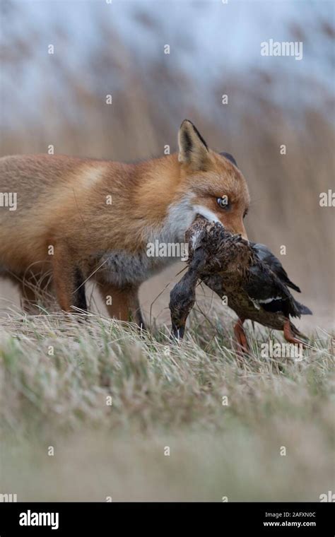 Red Fox Rotfuchs Vulpes Vulpes Hunting With Prey In Its Muzzle