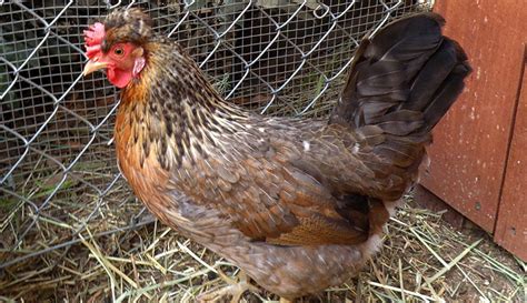 Poultry Profile Get To Know The Cream Legbar Hobby Farms