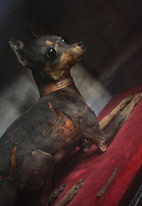 Taxidermy Apple Head Chihuahua Fingal Victorian Dog Cased Curiosity