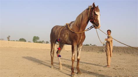 shahbaaz kabotra horse malik horse cattle farm bahawalpur