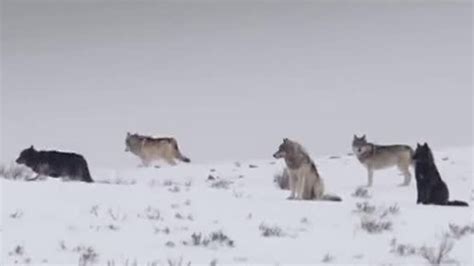 Grey Wolf Pack Hunting