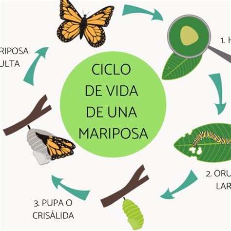 Ciclo De Vida De La Mariposa Monarca Para NiÃ±os | MARIPOSA MONARCA