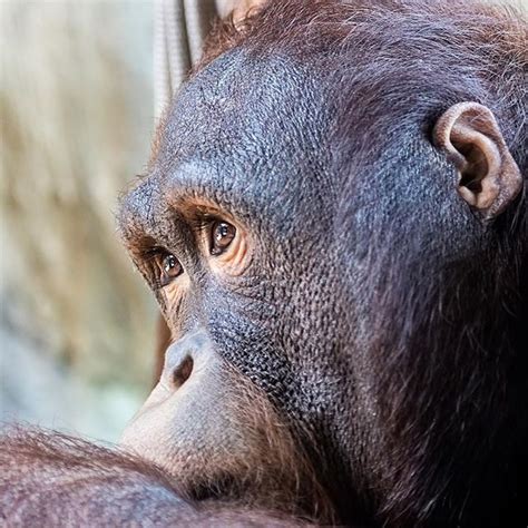 What Do Young Orangutans Daydream About The Orangutan With Its Distinctive Red Orange Hair