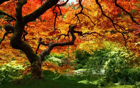 Fall Foliage Wallpaper For Desktop ·① Wallpapertag