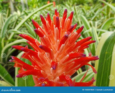 Red Bromeliads Flower Stock Photo Image Of Blossom 103047864
