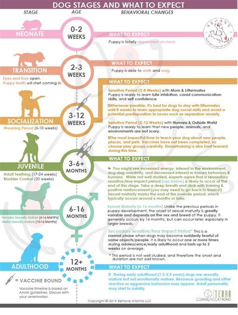Dog Developmental Stages Infographic — Behave Atlanta Llc Infographic