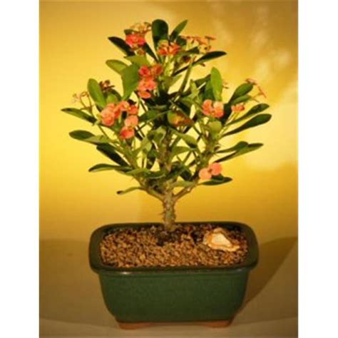 Flowering Crown Of Thorns Bonsai Tree Euphorbia Milii Red And Salmon