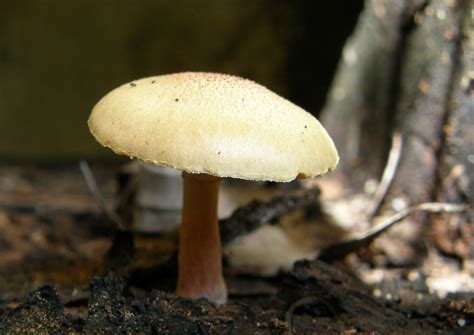 Fungi Possible Gymnopilus Sp Olympus Digital Camera Flickr