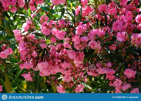 Beautiful Pink Flowering Oleander Nerium Oleander In Full Bloom Stock