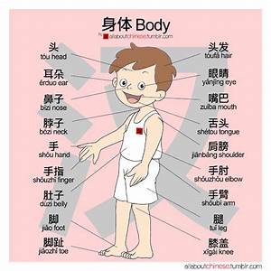 Toronto Mandarin School 标准中文学校 Chinese Culture Name Your Body Parts
