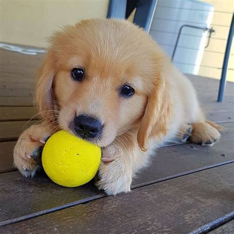 Cute Adorable Golden Retriever Pup Plays With A Yellow Little Ball