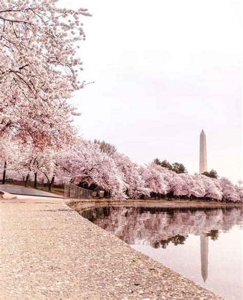 Top Tips For Viewing Cherry Blossoms In Washington Dc 2023 Update