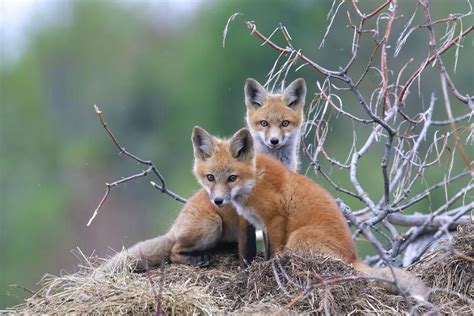 Fox Kits On Den Photograph By Brook Burling Fine Art America