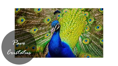 Habitat burung merak ada di hutan dan hutan hujan yang banyak ditemukan di daerah india, pakistan, sri lanka, asia tenggara dan afrika tengah. Penangkaran Burung Merak