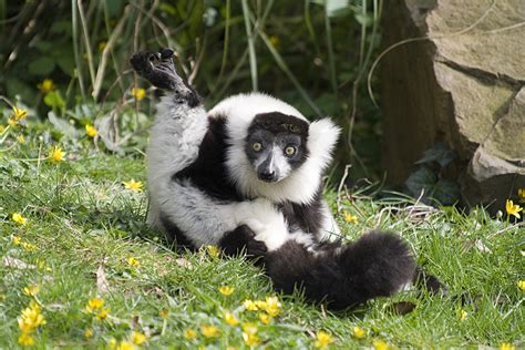 Black And White Ruffed Lemur Zoo Des Sables Dolonne