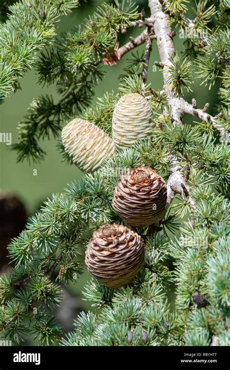 Himalayan Cedar Or Deodar Cedar Tree With Female And Male Cones