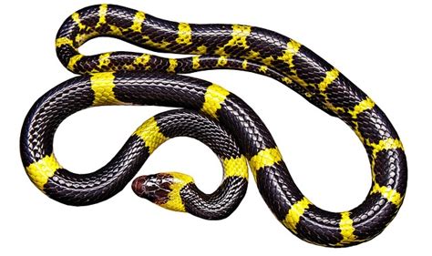 Downloade dieses freie bild zum thema snake python gelbe aus pixabays umfangreicher sammlung an public domain bildern und videos. Kostenloses Foto: Schlange, Schwarz Gelb - Kostenloses ...