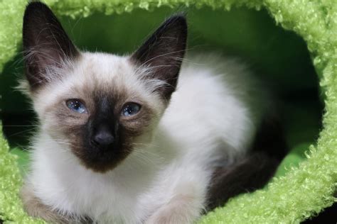 Balinese Cats Wallpapers High Quality Download Free