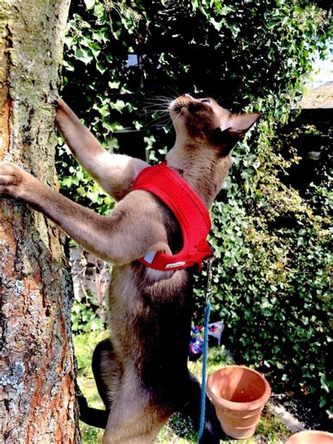 Wer in der großstadt wohnt, kann seine katze meist nicht draußen frei herumlaufen lassen. Katzen an der Leine - Abenteuer Katze