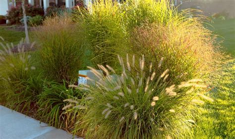 15 Tallest Ornamental Grasses For Privacy And Beauty Insightweeds