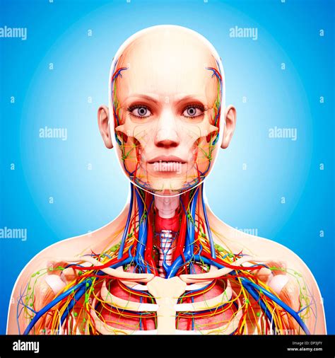 Female Anatomy Artwork Stock Photo Alamy