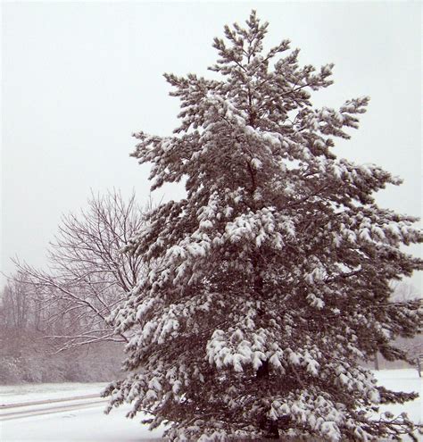 Evergreen Tree In Snow Free Stock Photo Public Domain Pictures