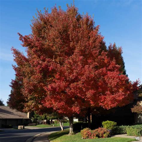 Red Maple October Glory — Green Acres Nursery And Supply