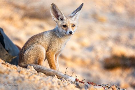 Birds Of Saudi Arabia Arabian Red Fox With Cubs In Dhahran Record By