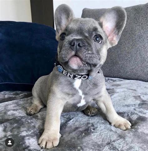 Maybe you would like to learn more about one of these? Miami French Bulldogs