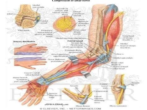 Image Result For Nerve Anatomy Nerve Anatomy Ulnar Nerve Anatomy