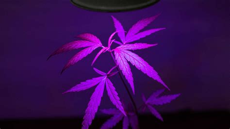 The Best Leds For Growing Weed Weed Smart