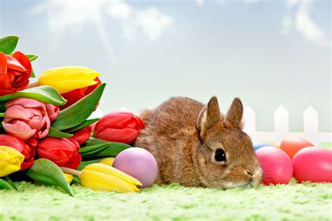 Desktop Hintergrundbilder Ostern Kaninchen Ei Tulpen Ein Tier