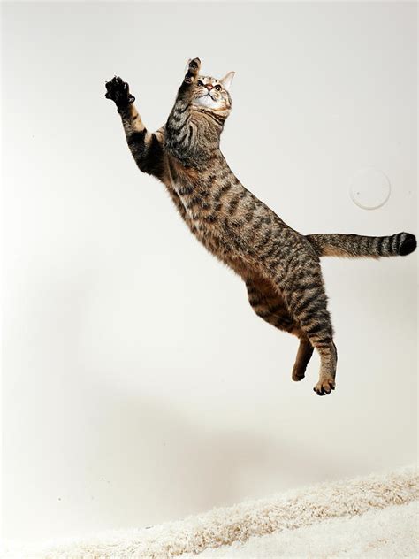 Cat Jumping Photograph By Akimasa Harada Fine Art America