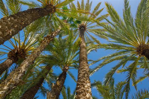 Palm Trees And Blue Sky Free Stock Photo Public Domain Pictures