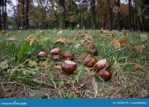 Chestnuts Are Picturesquely Scattered On Green Grass Stock Image