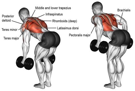 Best Lats Exercises To Build A Perfect Back