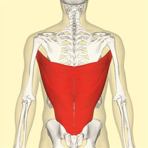 Filelatissimus Dorsi Muscle Backpng